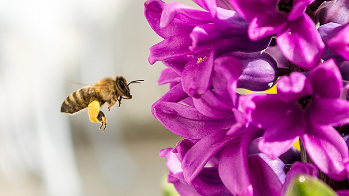 Die Wunderwelt der Honigbienen