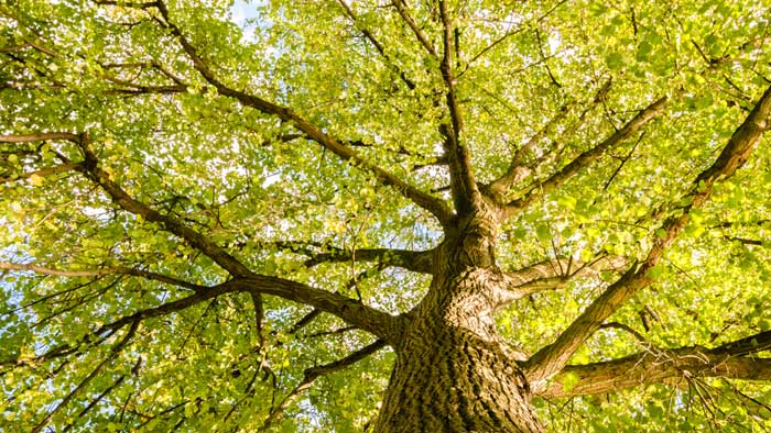 Frühling für die Seele – Zur Fastenzeit