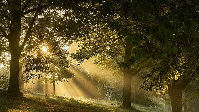 Das Märchen vom kleinen Mut Wald, indem hinter den Bäumen, die Sonne zu sehen ist. | © pixabay.com